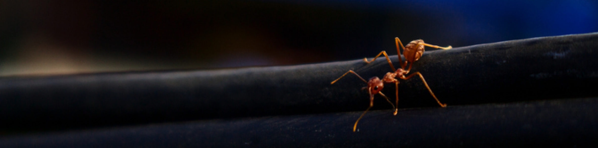 How to Get Rid of Ants Around Electrical Wires Voltfix Electrical